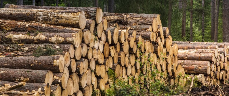 Wood Logs